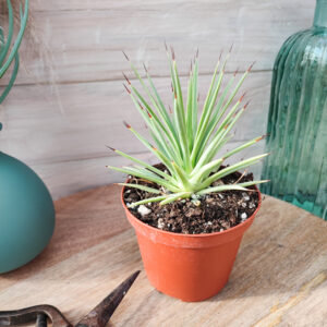 Agave stricta forme nana