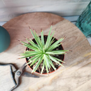 Agave stricta forme nana
