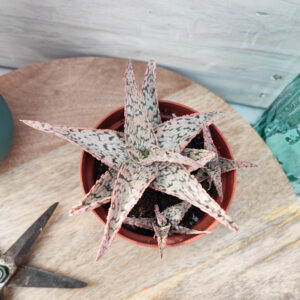 Aloe &lsquo;Pink Blush&rsquo;