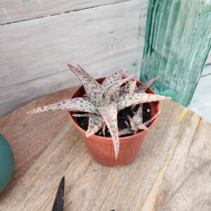 Aloe &lsquo;Pink Blush&rsquo;