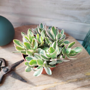 Crassula &lsquo;Money Maker&rsquo;