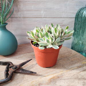 Crassula &lsquo;Money Maker&rsquo;