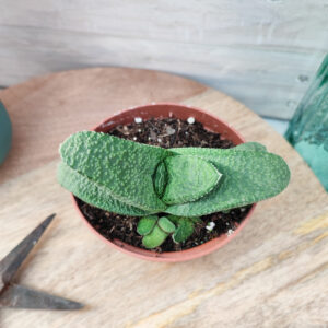 Gasteria nitida var. armstrongii