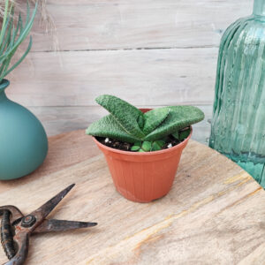 Gasteria nitida var. armstrongii