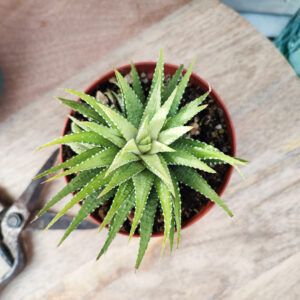 Haworthia attenuata variegata
