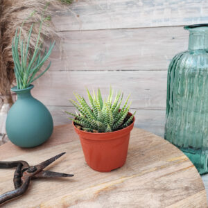 Haworthia attenuata variegata