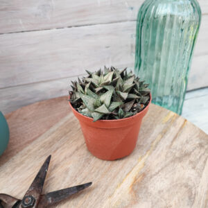 Haworthia venosa ssp tessellata