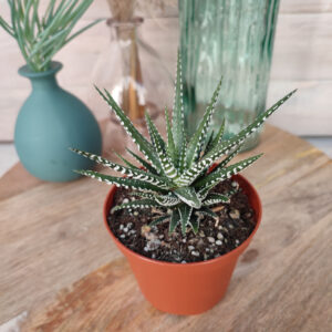 Haworthia fasciata &lsquo;Big Band&rsquo;