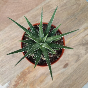Haworthia fasciata &lsquo;Big Band&rsquo;