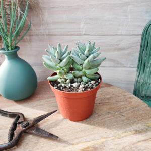 Pachyphytum compactum