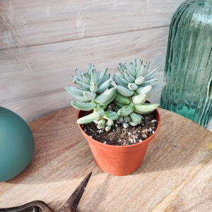 Pachyphytum compactum