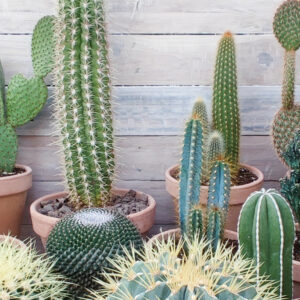 Cactus