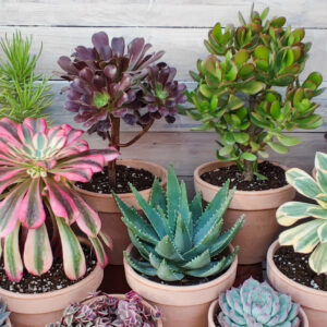 Plantes grasses