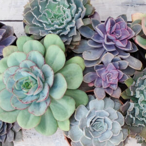 Plantes qui supportent le froid