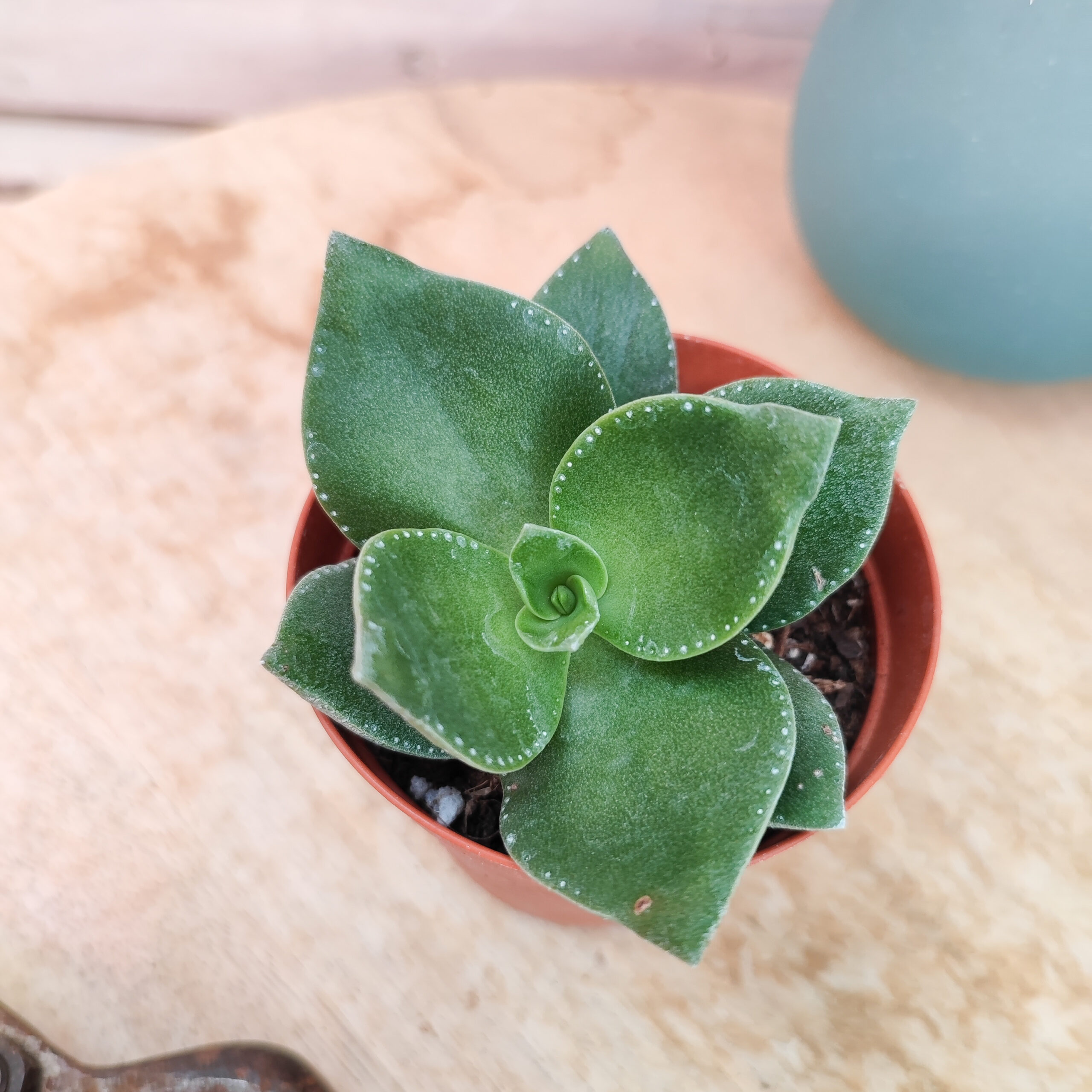 Crassula lactea – Image 3