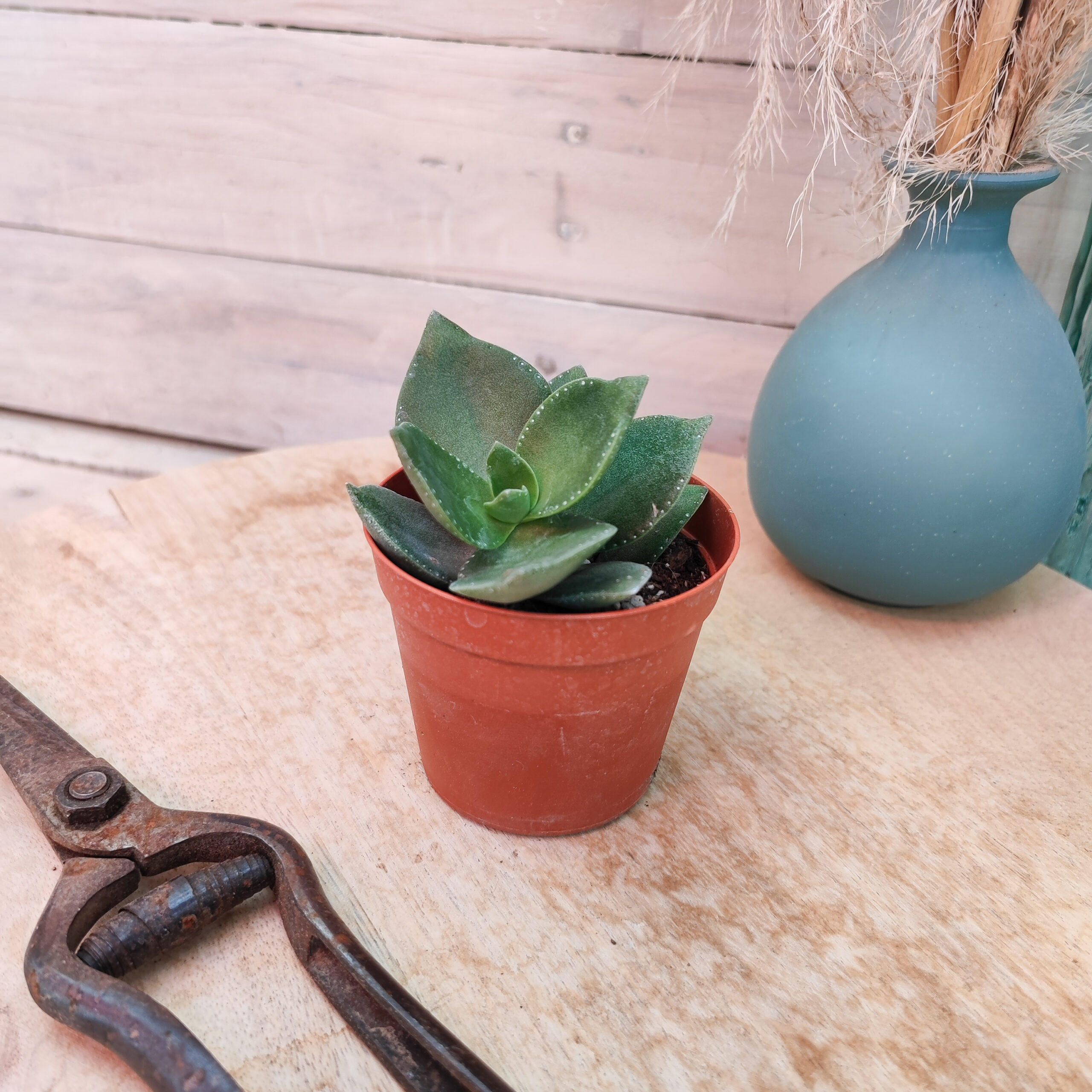 Crassula lactea – Image 4