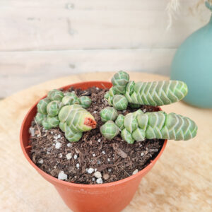 Crassula barklyi