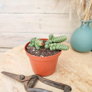 Crassula barklyi