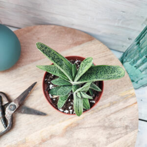 Gasteria &lsquo;Little Warty&rsquo;