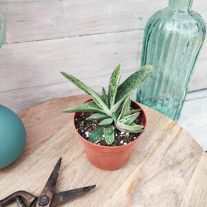 Gasteria &lsquo;Little Warty&rsquo;