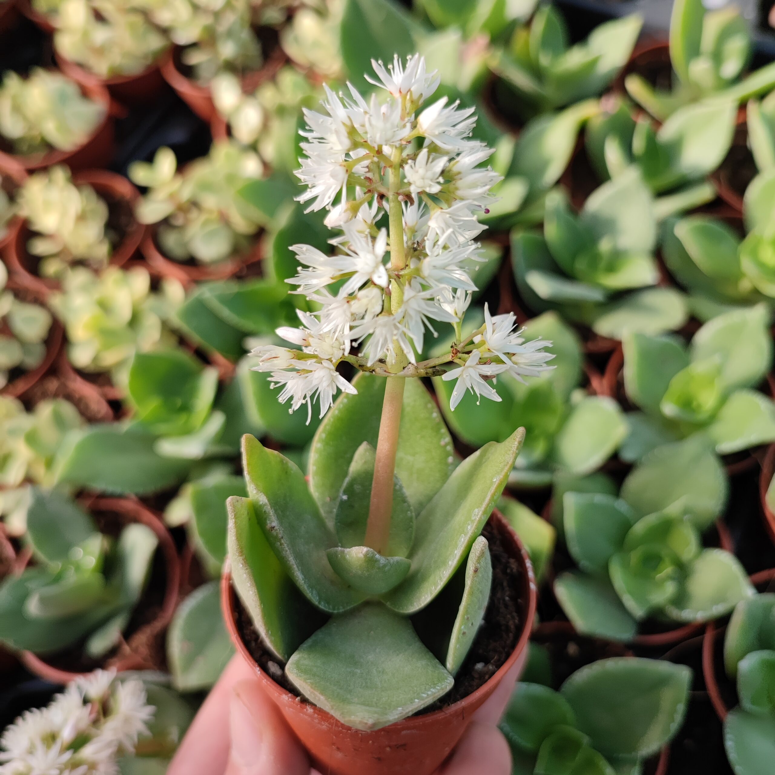 Crassula lactea – Image 5