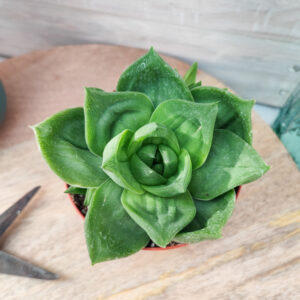 Haworthia cymbiformis var planifolia