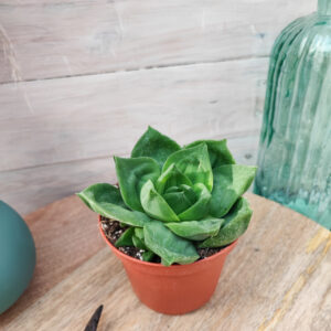 Haworthia cymbiformis var planifolia