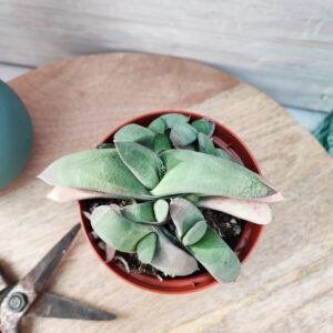 Gasteria glomerata