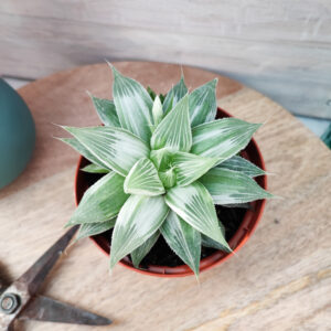Haworthia retusa cv &lsquo;Grey Ghost&rsquo;