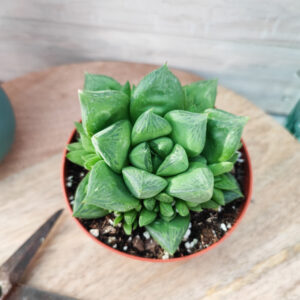 Haworthia cuspidata
