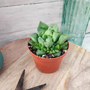 Haworthia cuspidata