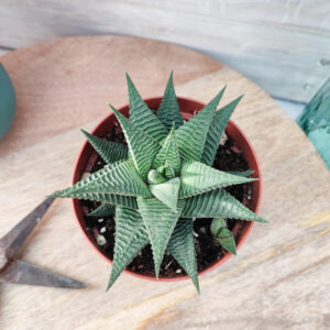 Haworthia limifolia