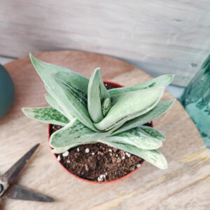 Gasteraloe cv &lsquo;Green Ice&rsquo;