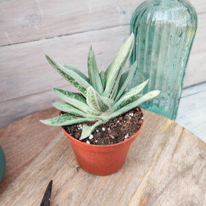 Gasteraloe cv &lsquo;Green Ice&rsquo;
