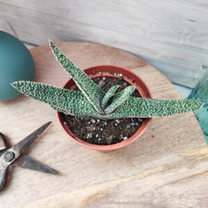 Gasteria carinata var verrucosa