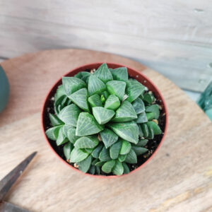 Haworthia mutica