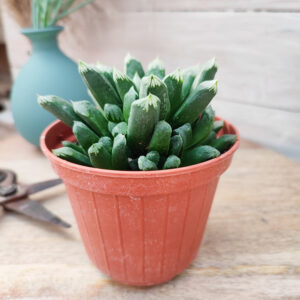 Haworthia &lsquo;Harry Johnson&rsquo;