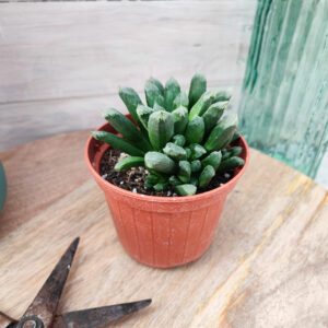 Haworthia &lsquo;Harry Johnson&rsquo;