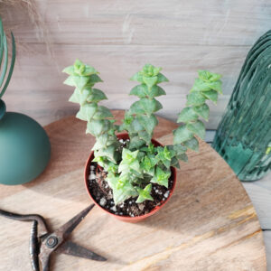 Crassula perforata