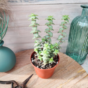 Crassula perforata