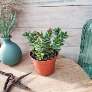 Crassula &lsquo;Rosa&rsquo;