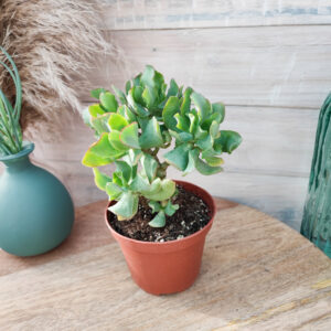 Crassula undulata