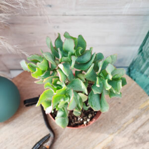 Crassula undulata