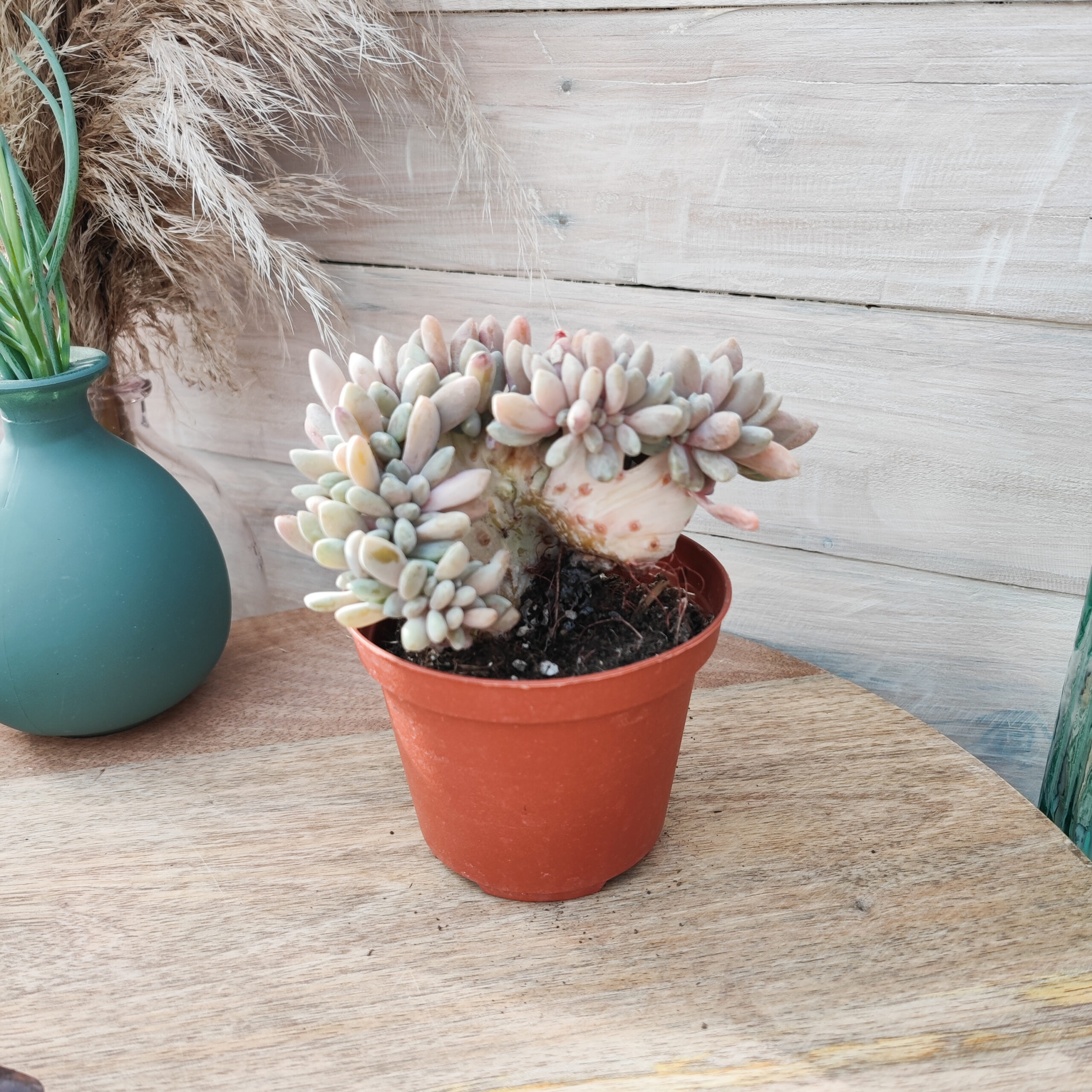 Pachyveria 'Clavata' cristata – Image 3