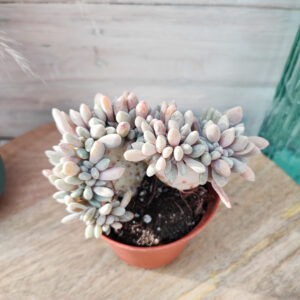 Pachyveria &lsquo;Clavata&rsquo; cristata