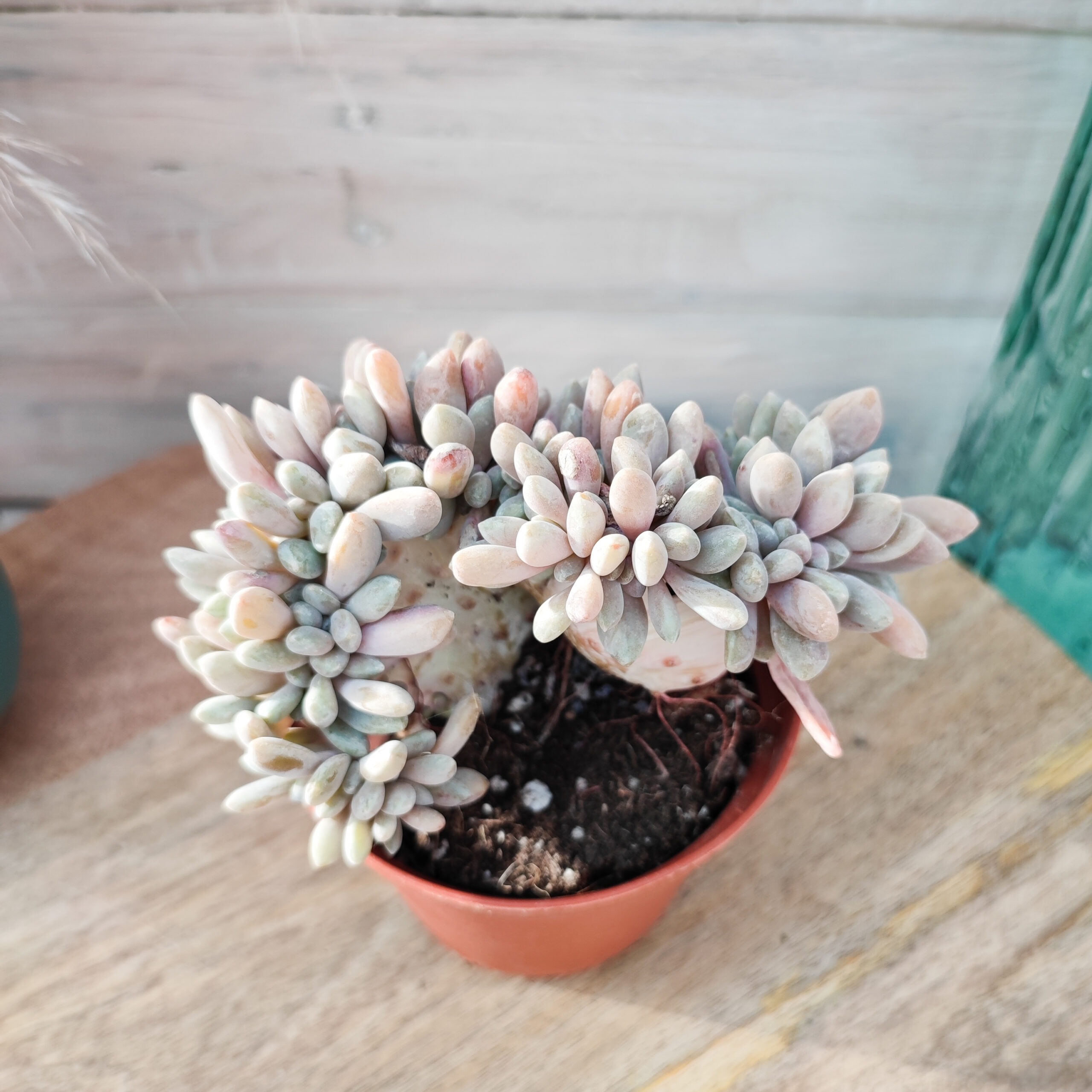 Pachyveria 'Clavata' cristata – Image 2