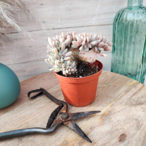Pachyveria &lsquo;Clavata&rsquo; cristata