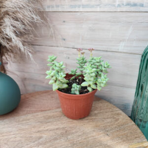 Crassula rupestris