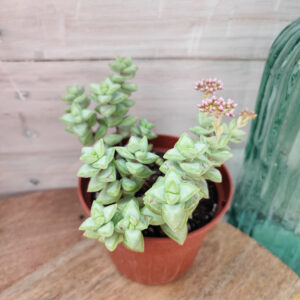 Crassula rupestris