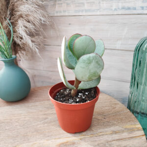 Crassula arborescens